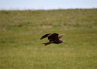 Zwarte wouw (oostelijk) (black-eared kite) Milvus migrans lineatus  - bij Khujirt 17-08-2016 (2)